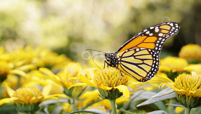 高清大图下载【趣麦麦图】帝王蝶停落黄色花丛间