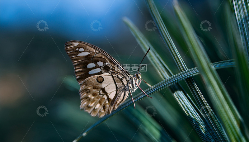 高清大图下载【趣麦麦图】斑蝶停落翠绿叶片间