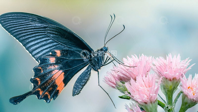高清大图下载【趣麦麦图】黑红蝴蝶停落粉色花丛
