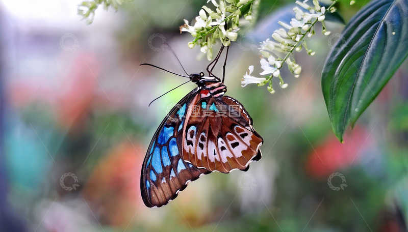 高清大图下载【趣麦麦图】蓝棕蝴蝶倒挂白色花枝