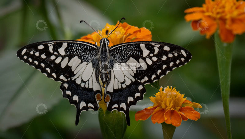 高清大图下载【趣麦麦图】黑白斑蝶停落橙花之上