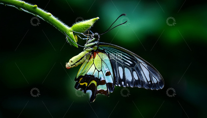 高清大图下载【趣麦麦图】蓝绿花纹蝶倒挂绿枝梢