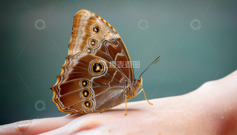 高清大图下载【趣麦麦图】棕眼纹蝶停落人手背上