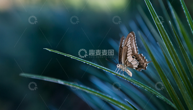 高清大图下载【趣麦麦图】棕白蝴蝶静卧细长叶片