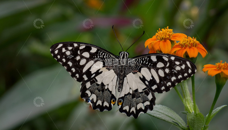 高清大图下载【趣麦麦图】黑白斑蝶休憩橙花之间