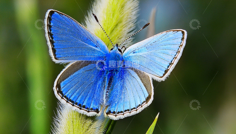 高清大图下载【趣麦麦图】蓝蝶静栖绿芒草