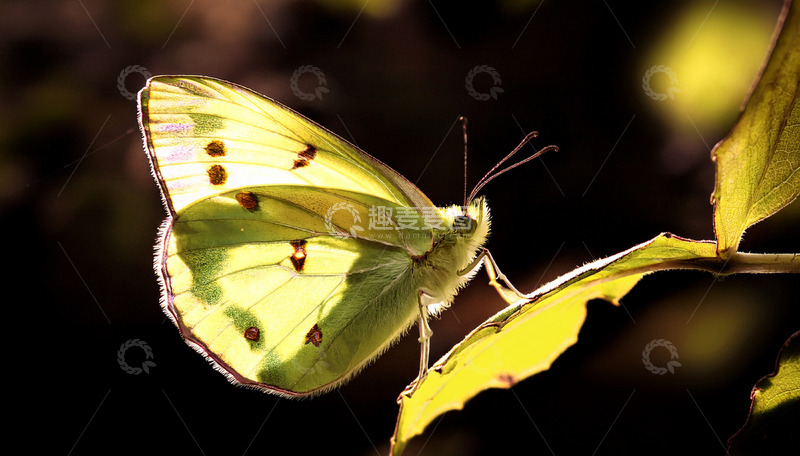 高清大图下载【趣麦麦图】黄纹蝴蝶静栖黄叶之上