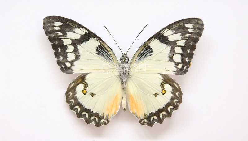 高清大图下载【趣麦麦图】白黑花纹蝴蝶展翅特写