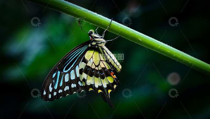 高清大图下载【趣麦麦图】黄绿花纹蝶倒挂绿枝条