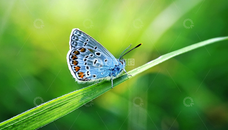 高清大图下载【趣麦麦图】小蓝蝶静卧绿叶片上