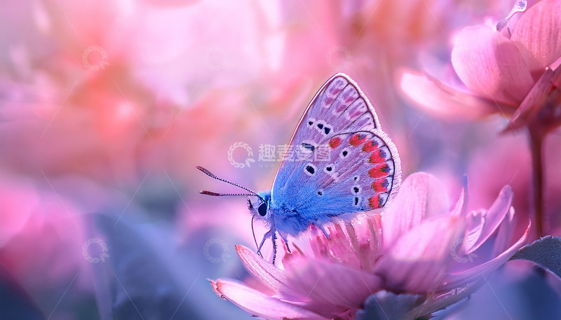高清大图下载【趣麦麦图】蓝蝶停驻粉色花朵之上