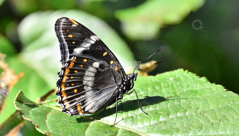 高清大图下载【趣麦麦图】橙黑纹蝶卧于叶片