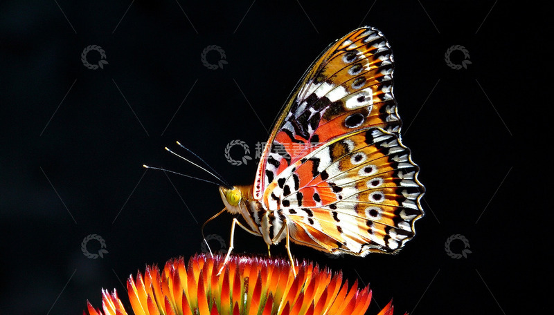 高清大图下载【趣麦麦图】橙斑蝴蝶静栖橙红花顶