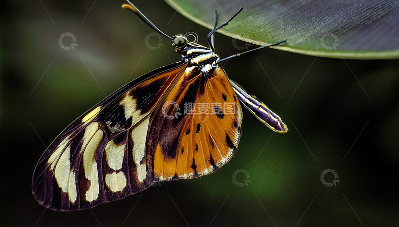 高清大图下载【趣麦麦图】叶片间的橙黑花纹蝴蝶