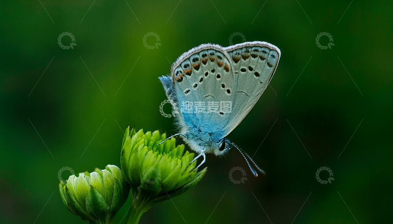 高清大图下载【趣麦麦图】蓝灰蝶停驻绿苞之上