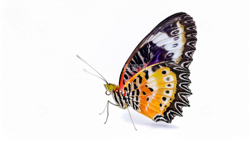 高清大图下载【趣麦麦图】斑斓蝴蝶静立纯白背景