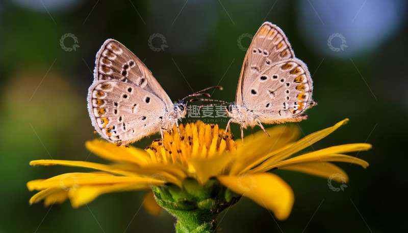 高清大图下载【趣麦麦图】黄花上的双栖小灰蝶