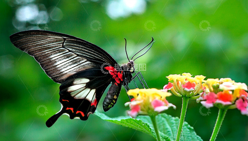 高清大图下载【趣麦麦图】黑红蝶访多彩小花