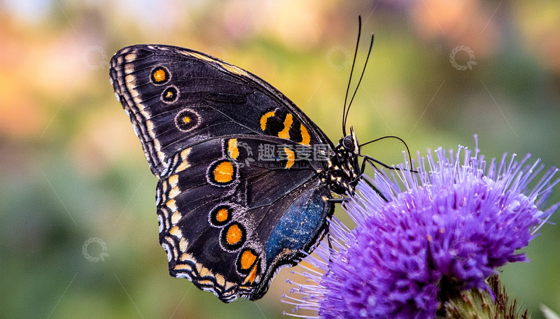 高清大图下载【趣麦麦图】紫花上的黑斑眼蝶