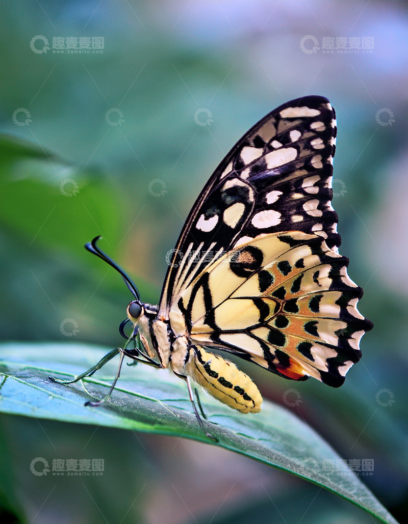 高清大图下载【趣麦麦图】彩斑蝴蝶静栖绿叶