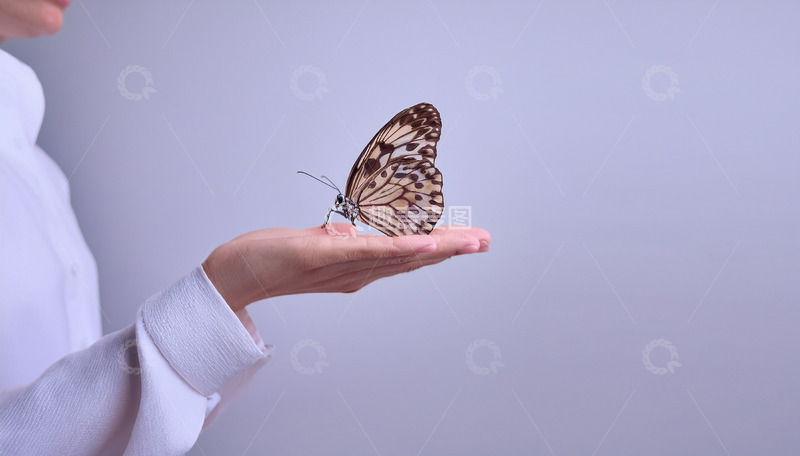 高清大图下载【趣麦麦图】棕白蝶静栖于掌心