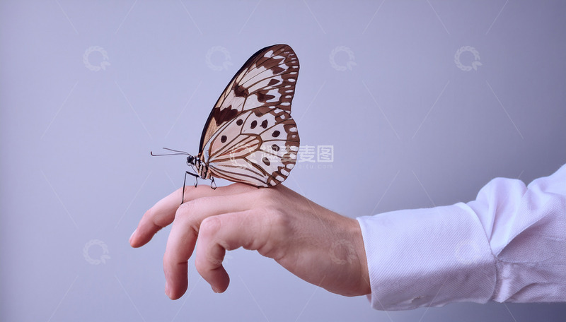 高清大图下载【趣麦麦图】棕白蝴蝶停落人手