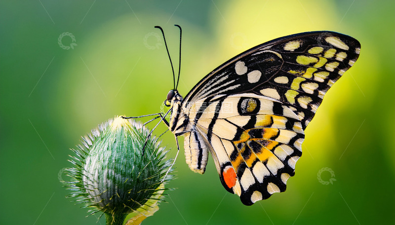 高清大图下载【趣麦麦图】斑蝶停驻绿色绒球花蕾