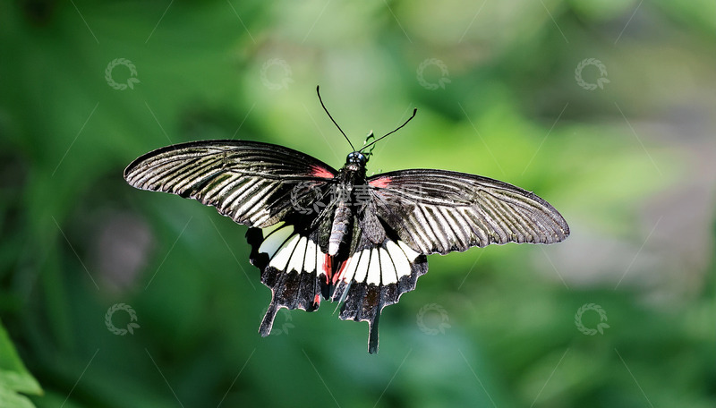 高清大图下载【趣麦麦图】展翅飞行的黑纹蝴蝶