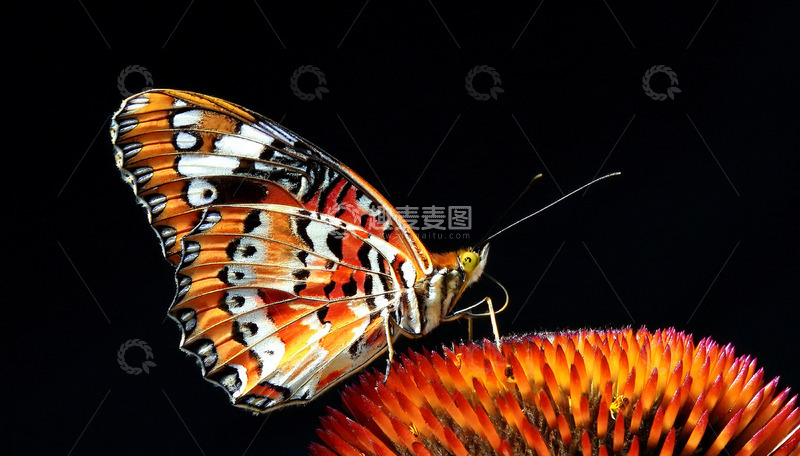 高清大图下载【趣麦麦图】橙白蝴蝶停落橙红花上