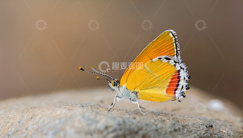 高清大图下载【趣麦麦图】橙黄蝴蝶停落于石面