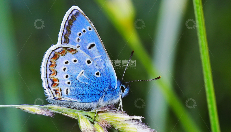 高清大图下载【趣麦麦图】蓝灰蝶停于草尖