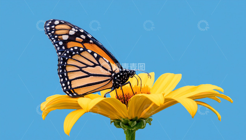 高清大图下载【趣麦麦图】帝王斑蝶栖于黄花之上