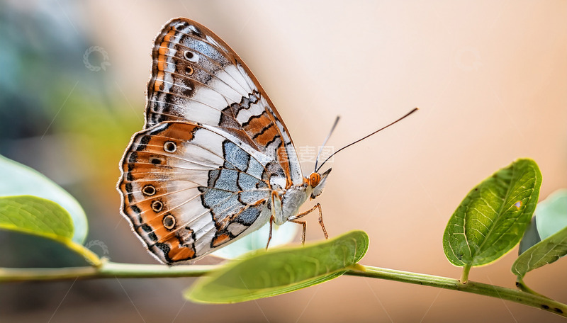 高清大图下载【趣麦麦图】蓝白纹蝶停在枝梢