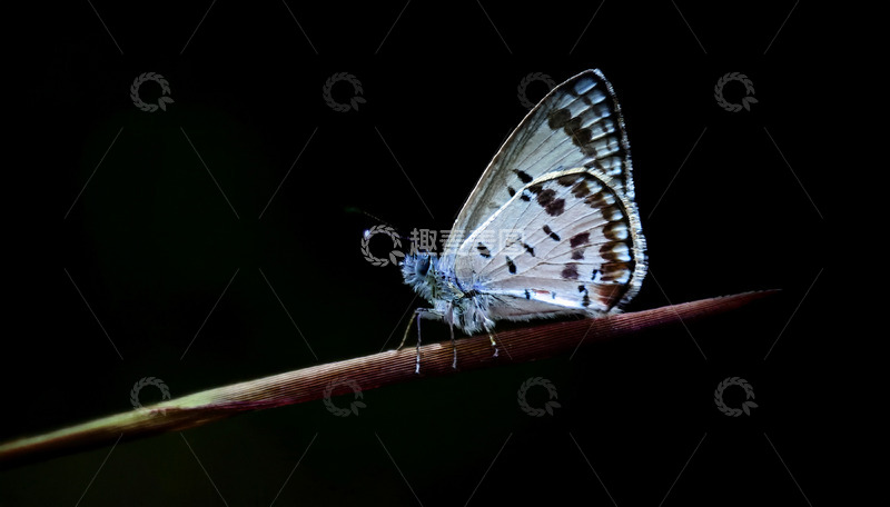 高清大图下载【趣麦麦图】暗夜中栖息的蓝蝶