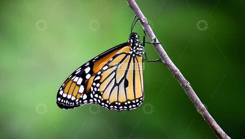 高清大图下载【趣麦麦图】橙黑斑蝶静卧枝条