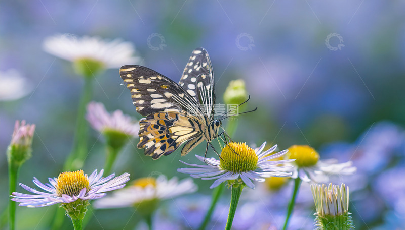 高清大图下载【趣麦麦图】黑白斑蝶访蓝白花