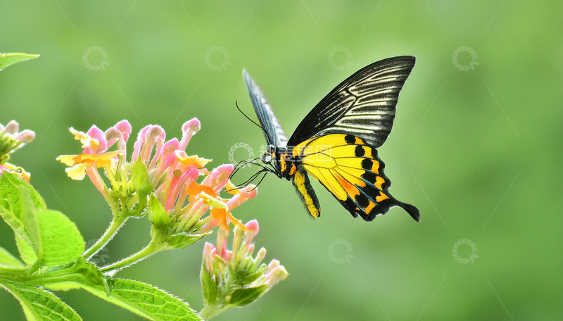 高清大图下载【趣麦麦图】黑黄蝶穿梭花丛间