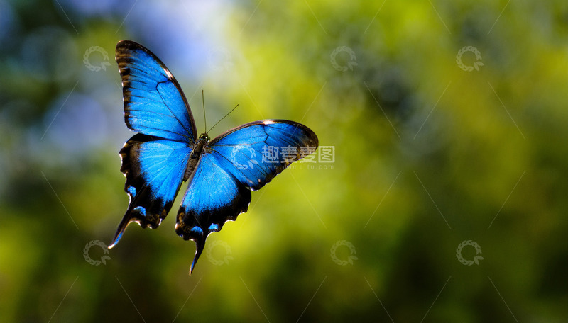 高清大图下载【趣麦麦图】蓝色蝴蝶空中优雅翱翔