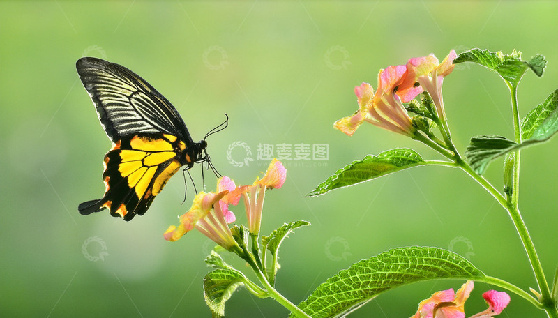 高清大图下载【趣麦麦图】黑黄蝶访粉橙花朵