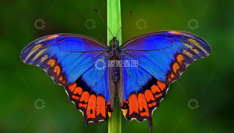 高清大图下载【趣麦麦图】蓝橙大翅蝶静立绿茎