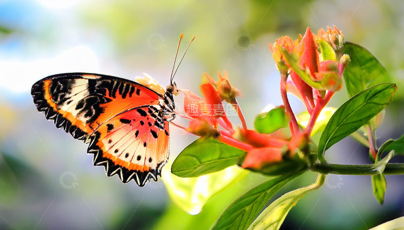 高清大图下载【趣麦麦图】橙黑花纹蝶停落红花间