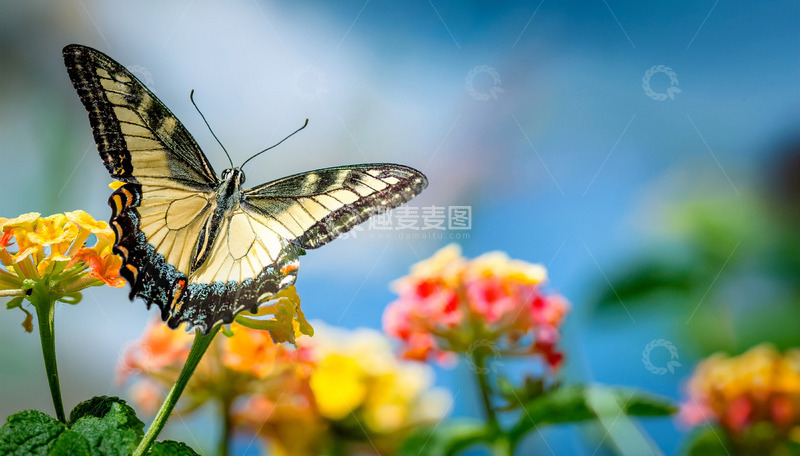 高清大图下载【趣麦麦图】黄黑纹凤蝶停驻多彩花丛