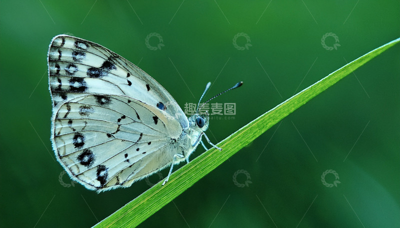 高清大图下载【趣麦麦图】黑纹白蝶停于绿茎