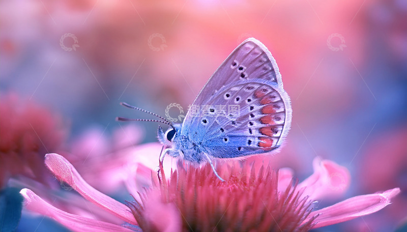 高清大图下载【趣麦麦图】蓝蝶轻吻粉花花蕊