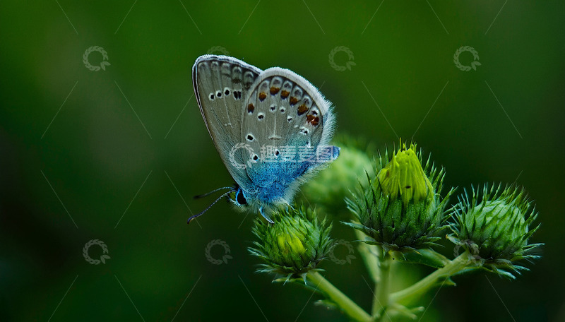 高清大图下载【趣麦麦图】蓝纹蝶停留绿刺植物