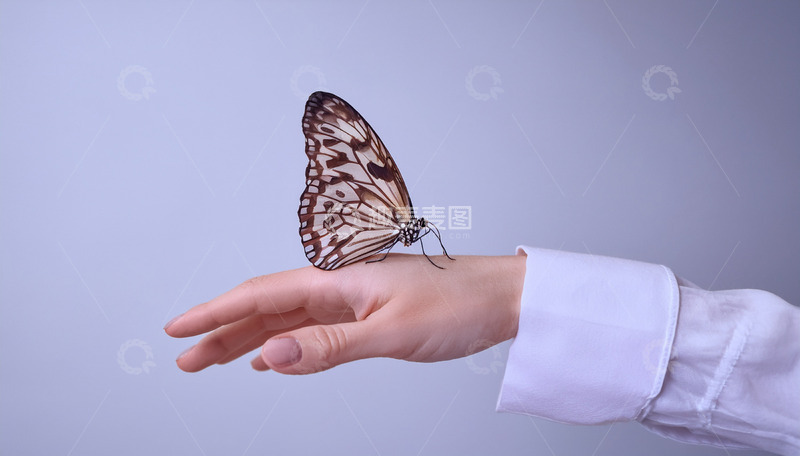 高清大图下载【趣麦麦图】棕白蝴蝶停驻手腕处
