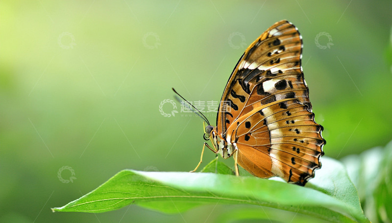 高清大图下载【趣麦麦图】棕白蝶静栖绿色叶片