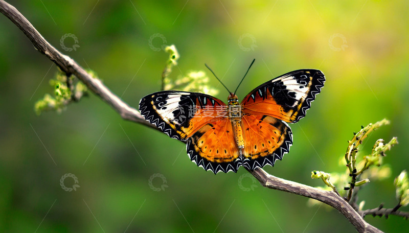 高清大图下载【趣麦麦图】橙黑蝶停驻在枝桠间