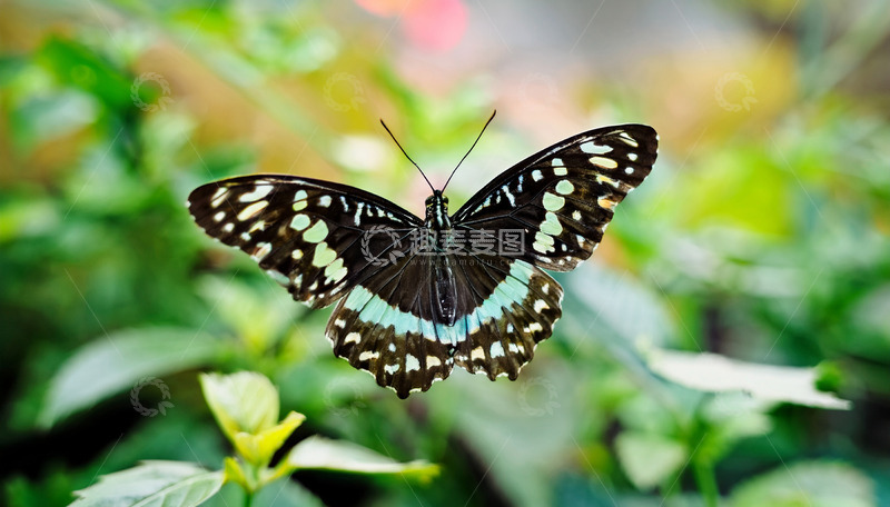 高清大图下载【趣麦麦图】黑底蓝纹蝶穿梭绿植丛