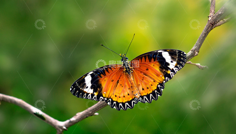 高清大图下载【趣麦麦图】橙黑蝴蝶栖于细枝